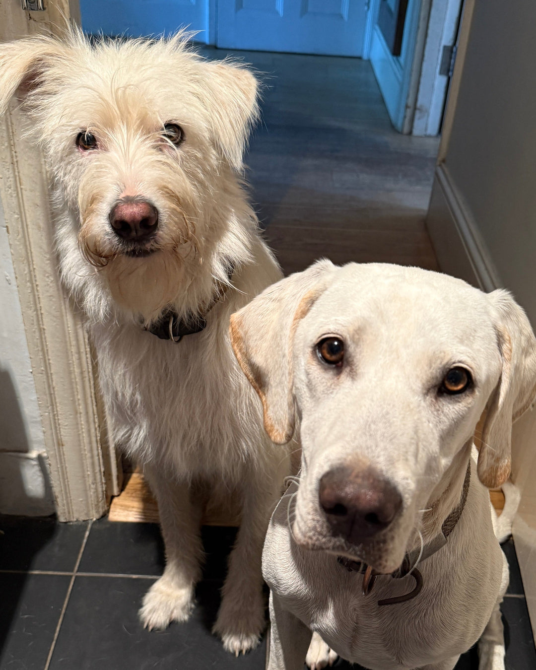 Bean and Loki - studio dogs